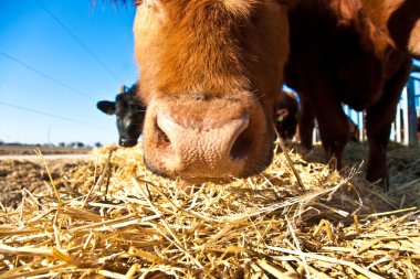 Friendly cattle on straw with blue sky clipart