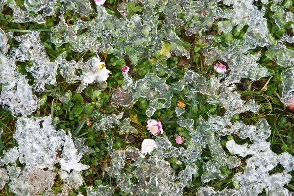 Απόψυξη στο πράσινο γρασίδι με daisys — Φωτογραφία Αρχείου