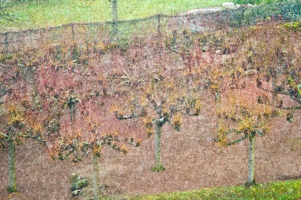 Важка дощова каналізація над садом — стокове фото