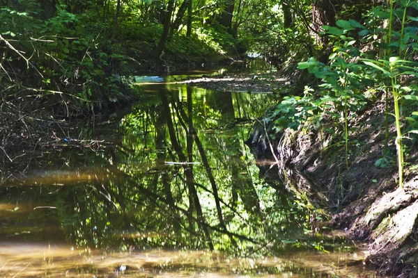 Krásný malý potok obklopen zelenými stromy — Stock fotografie