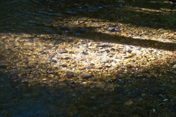 Небольшой ручей в окружении зеленых деревьев — стоковое фото