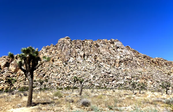 ジョシュア ツリー国立公園内の岩とジョシュア ツリー — ストック写真