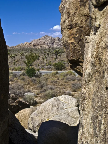 Albero di Joshua con rocce nel parco nazionale dell'albero di Joshua — Foto Stock