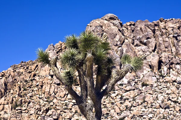 Joshúa árbol con rocas en Joshua árbol parque nacional — Foto de Stock