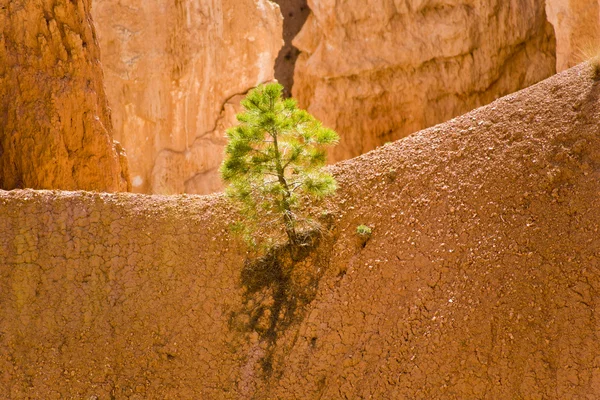 布莱斯峡谷与宏伟石变型美丽景观 — 图库照片