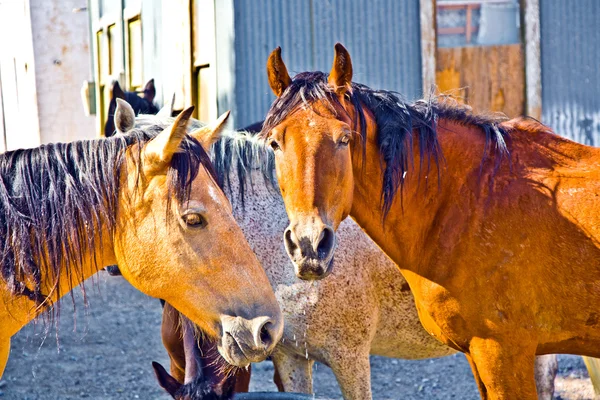 Arap atları. — Stok fotoğraf
