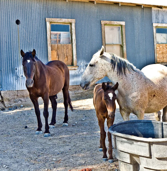 stock image Foal with its horse family drinking from a water trough