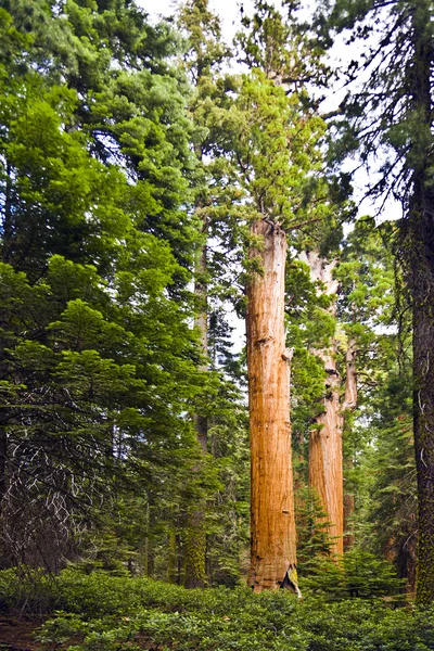 Uzun ve büyük SEQUOIAS güzel sequoia national Park — Stok fotoğraf