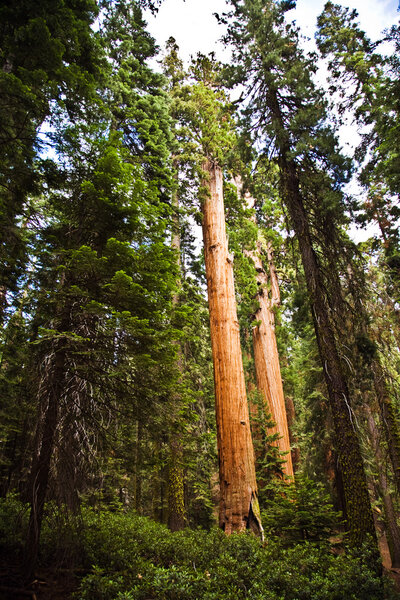 Tall and big sequoias in beautiful sequoia national park