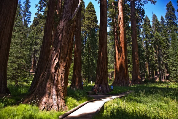 Parque nacional de Sequoia con viejos árboles enormes de Sequoia como secuoyas — Foto de Stock