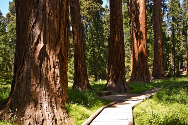 Národní park Sequoia se starými stromy obrovské sequoia jako sekvoje — Stock fotografie