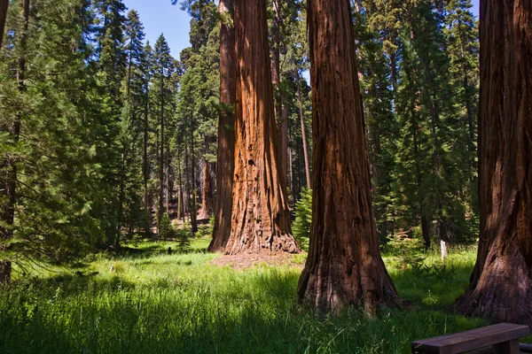 Národní park Sequoia se starými stromy obrovské sequoia jako sekvoje — Stock fotografie