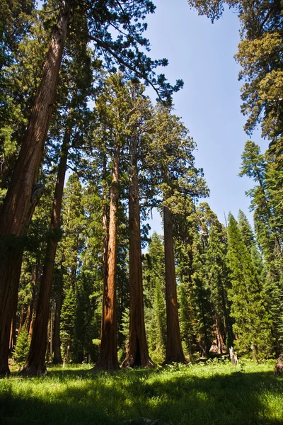 Sequoia national Park with old huge Sequoia trees like redwoods — Stock Photo, Image