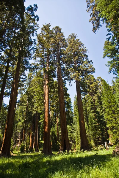 Sequoia national Park with old huge Sequoia trees like redwoods — Stock Photo, Image