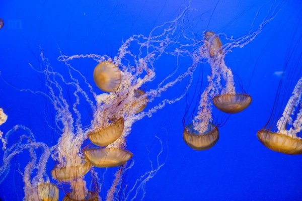 Schöne Gelee-Fische im Aquarium mit blauem Hintergrund — Stockfoto