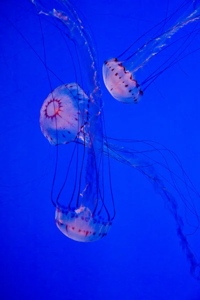 Beautiful jelly fishes in blue sea — Stock Photo, Image