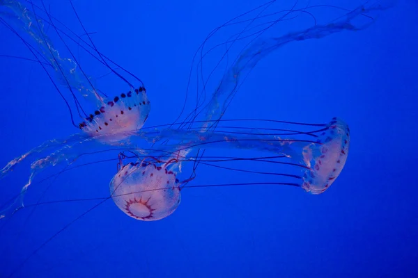 Beautiful jelly fishes in blue sea — Stock Photo, Image