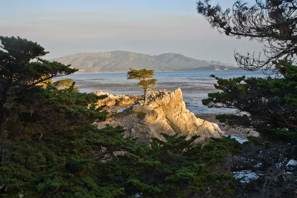 Ciprés en la costa al atardecer — Foto de Stock