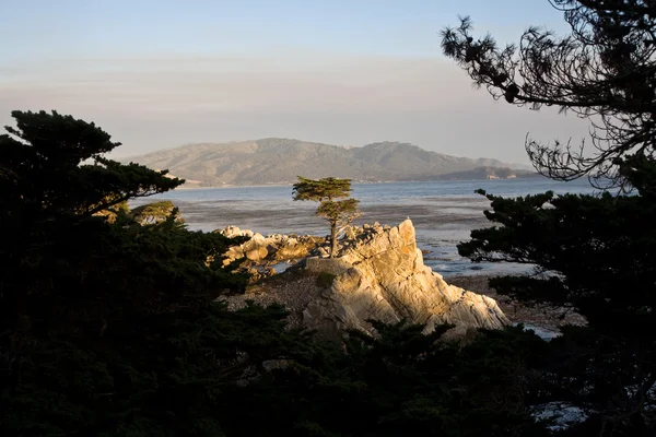 Cypress op de kustlijn in de zonsondergang — Stockfoto
