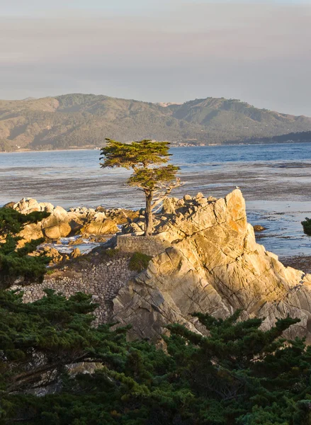 Cypress at the coastline in sunset — Stock Photo, Image