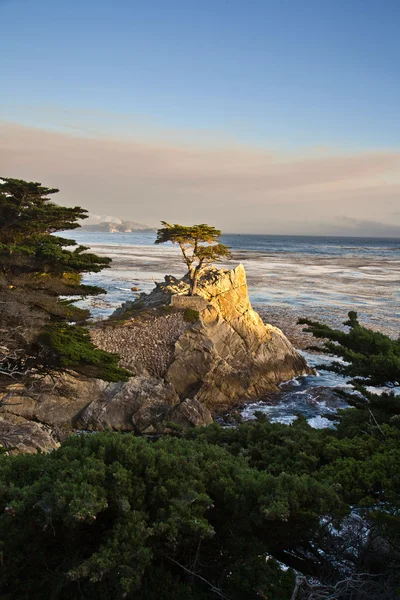Cipreste no litoral ao pôr do sol — Fotografia de Stock
