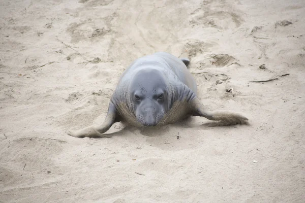 Seelion macho arrastrándose en la playa — Foto de Stock