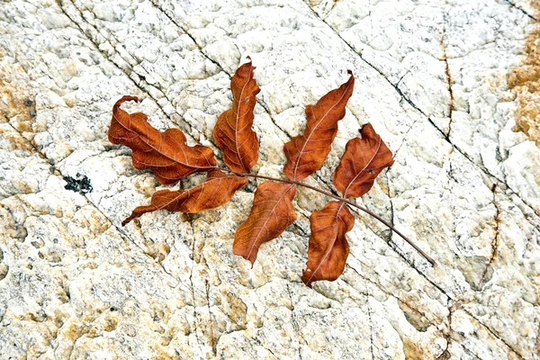 Belle foglie strutturate in spiaggia disposti dalla natura in un — Foto Stock