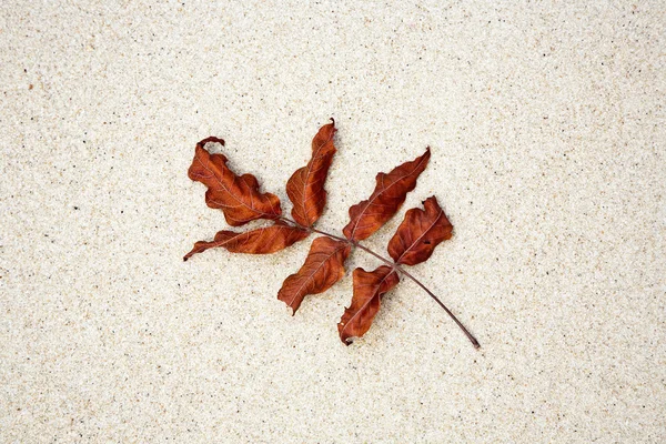 Красиві структуровані листя на пляжі, організовані природою в — стокове фото
