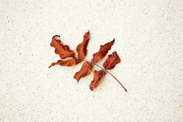Hermosas hojas estructuradas en la playa dispuestas por la naturaleza en un — Foto de Stock