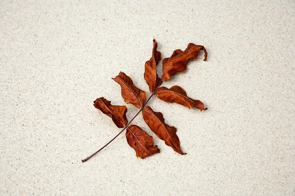 Hermosas hojas estructuradas en la playa dispuestas por la naturaleza en un — Foto de Stock