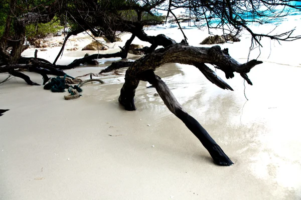 Beautiful structured wooden roots at the beach in harmonic way g — Stock Photo, Image