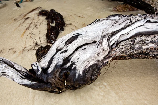 Деревянные корни на пляже гармоничны. — стоковое фото