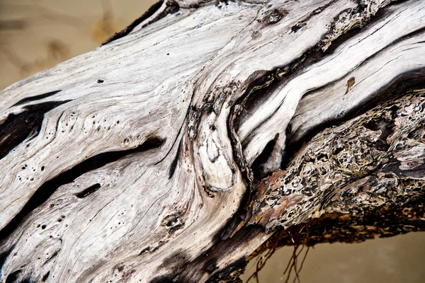 Krásné strukturované dřevěné kořeny na pláži v harmonické způsobem g — Stock fotografie