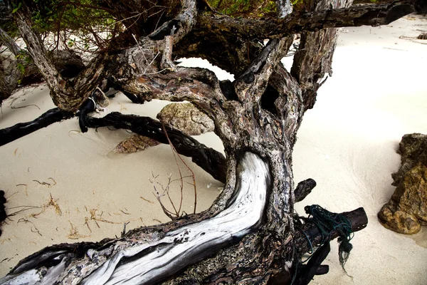 Vackra strukturerat trä rötter vid stranden i harmoniska sätt g — Stockfoto