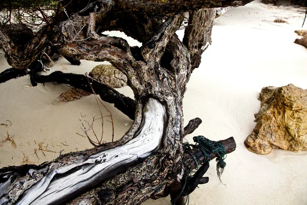 Belas raízes de madeira estruturadas na praia de forma harmônica g — Fotografia de Stock