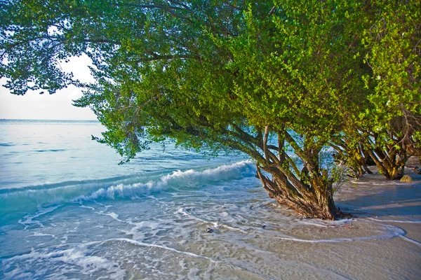 Тропический пляж с деревьями в воде — стоковое фото