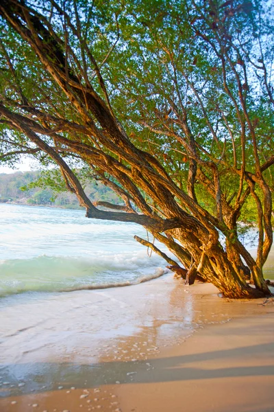 Ağaçlar su ile tropikal plaj — Stok fotoğraf