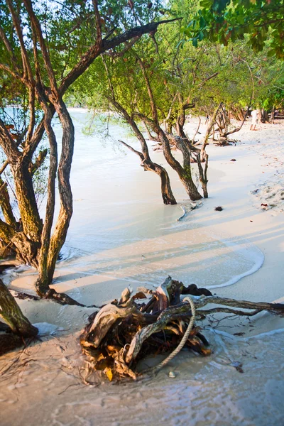 Tropisk strand med træer i vandet - Stock-foto