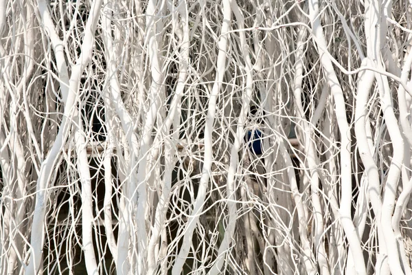 Las ramas pintadas de blanco dan un fondo armónico con crismas — Foto de Stock