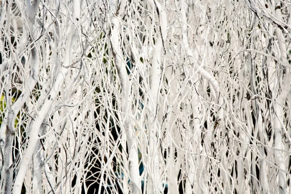 Las ramas pintadas de blanco dan un fondo armónico con crismas — Foto de Stock