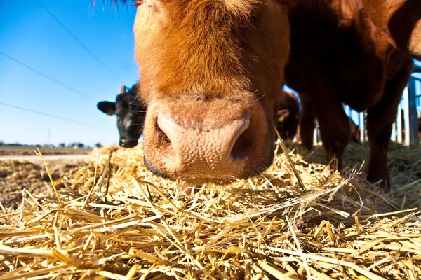 Vriendelijk vee op stro met blauwe lucht — Stockfoto