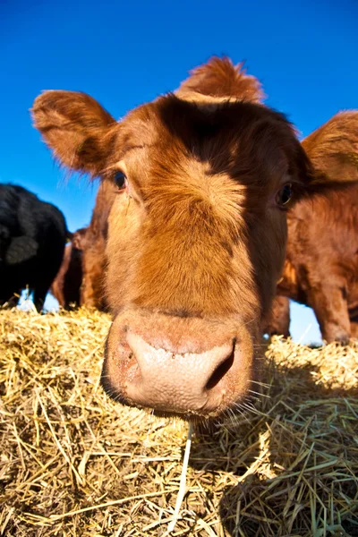 Freundliches Vieh auf Stroh mit blauem Himmel — Stockfoto