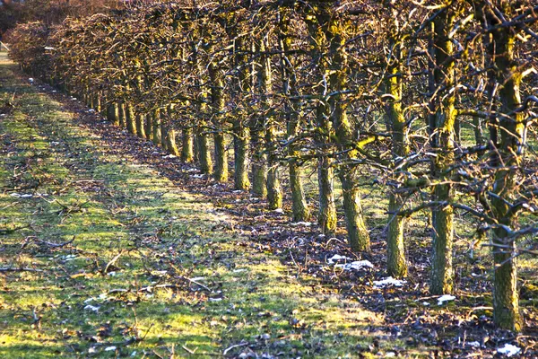 Orchard i vår tid — Stockfoto