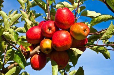 Ripe apples at the tree clipart