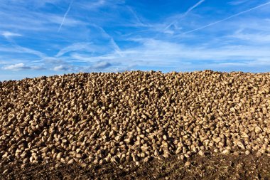 Pile of harvested beets clipart