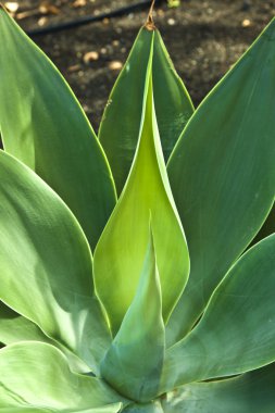 aloe vera bitkisi