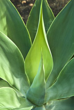 aloe vera bitkisi