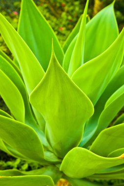 aloe vera bitkisi