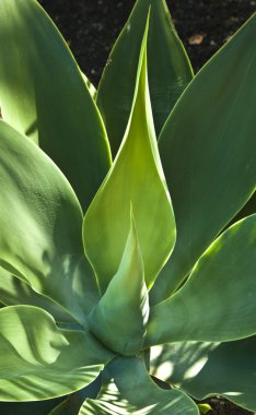 aloe vera bitkisi