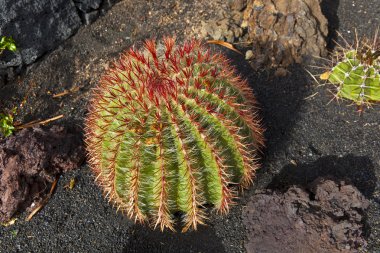 Beautiful ball cactus in Lapilli earth clipart